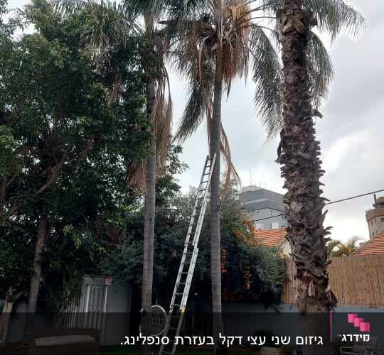 סולם גבוה ליד עץ דקל לגיזום ענפים